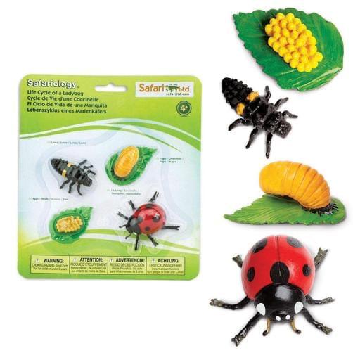 Bug Life Cycle