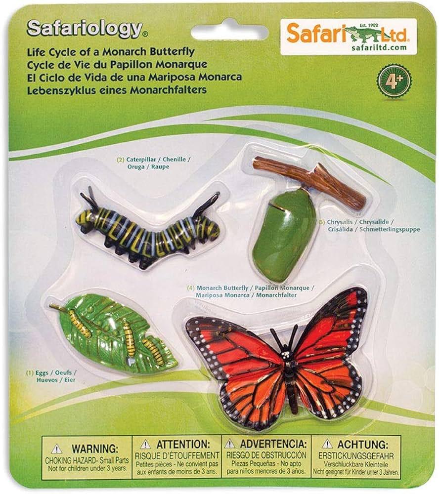 Butterfly Life Cycle