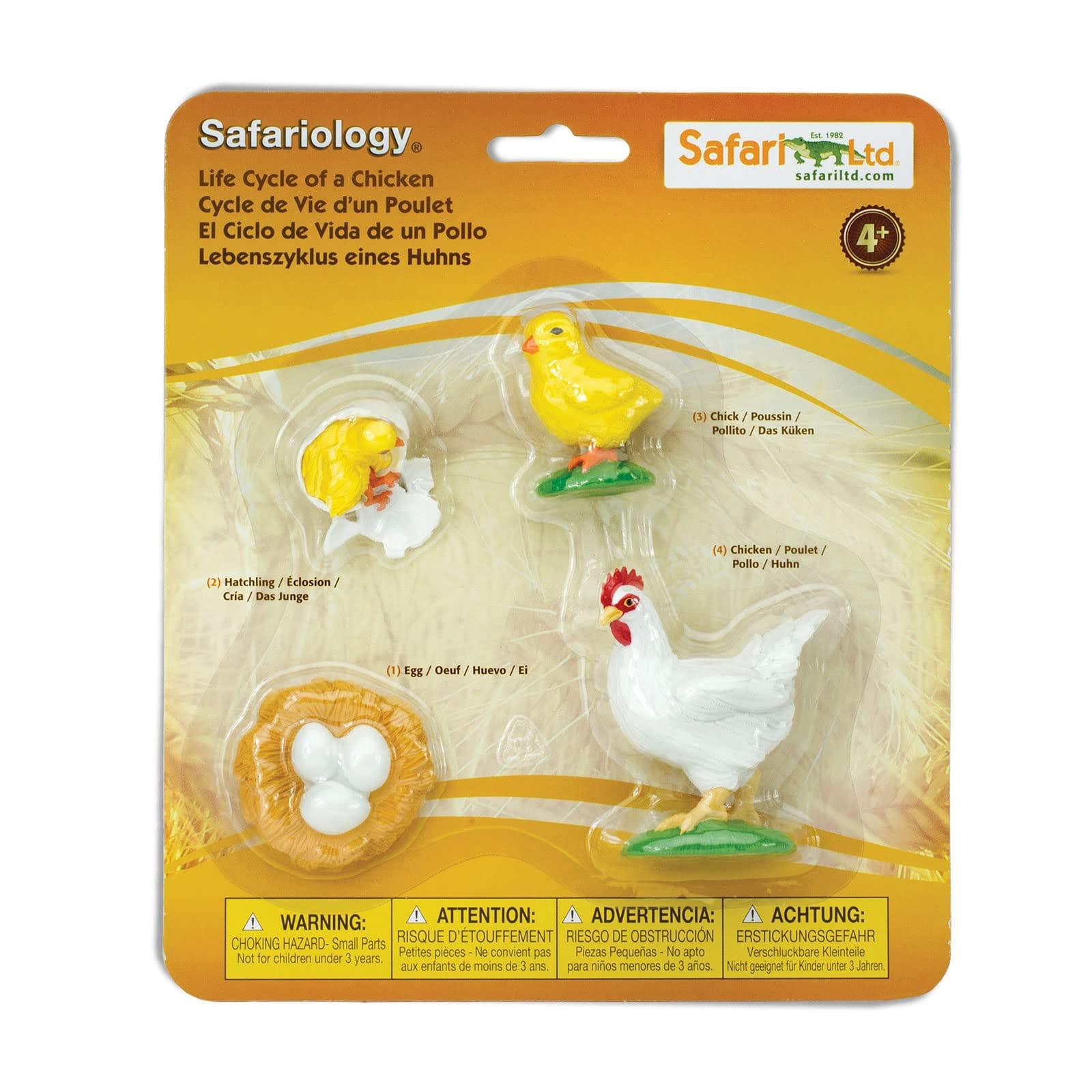 Chicken Life Cycle