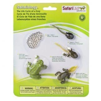 Frog Life Cycle