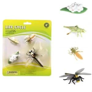 Insect Life Cycle