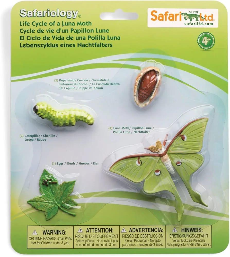 Luna Moth Life Cycle
