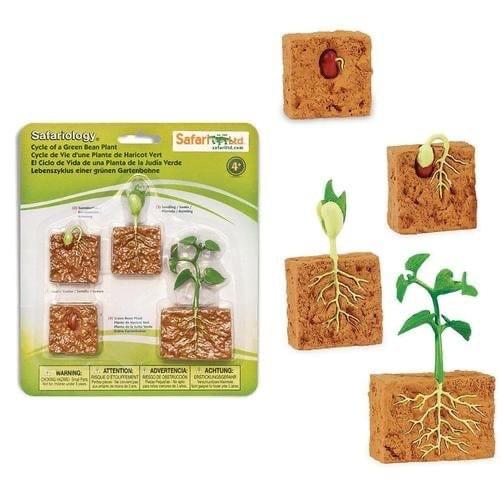 Plant Life Cycle