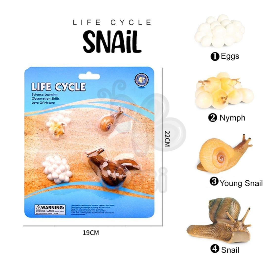 Snail Life Cycle